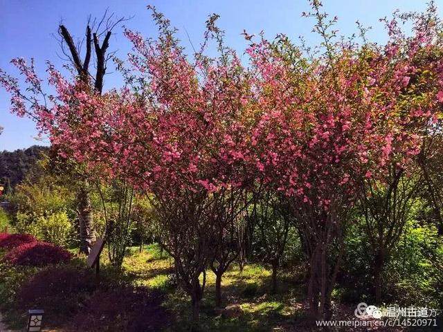 清明访千古明相刘伯温故里，探九龙抢珠之风水宝地