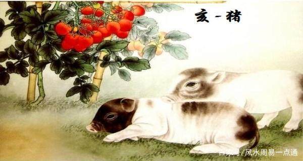 1971年出生的属猪人一生的运势如何