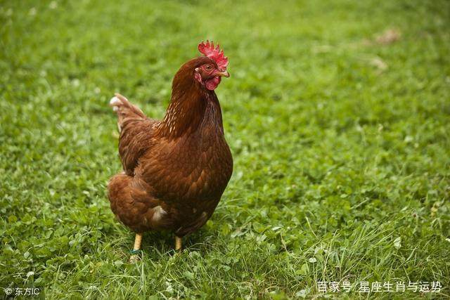 生肖鸡今年行大运：69年，81年，93年属鸡人事业有成，财运旺盛