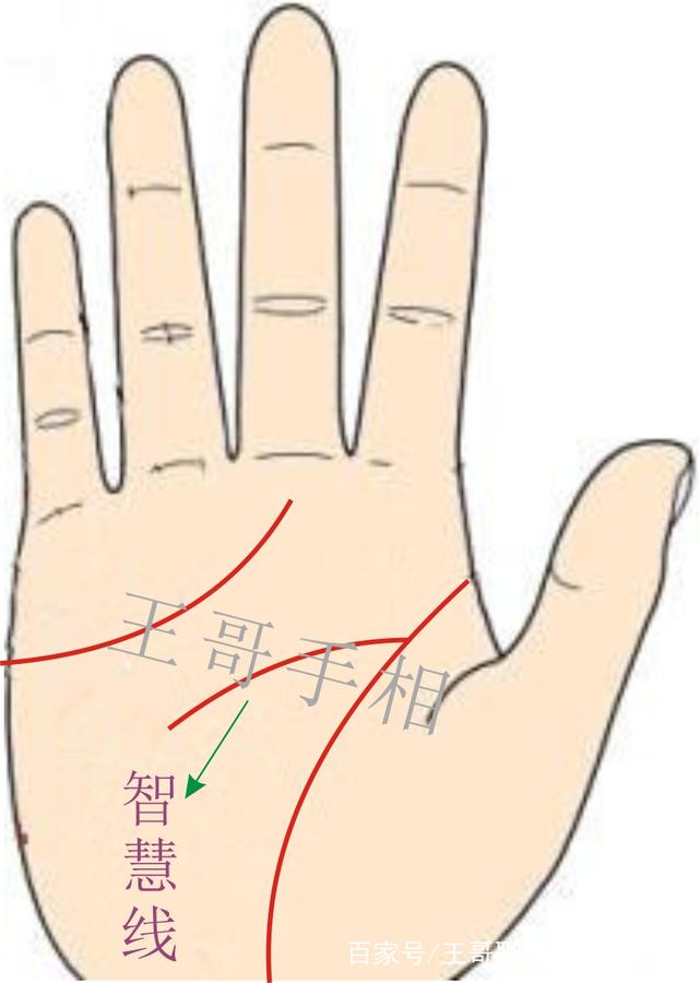 王哥再聊掌中智慧线的含义（一）