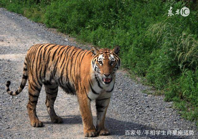 74年属虎人注意了！只要躲过这个“劫”一切都会慢慢好起来