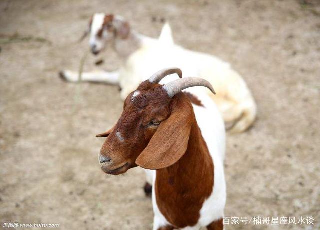 十二生肖男喜欢女生都会做什么“小动作”“属羊”男生最大胆