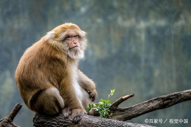 生肖属猴的人得贵人帮助的几率是非常大的，天生就招引贵人