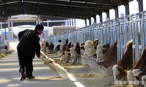 生肖顺序说，牛原为十二生肖之首，因为这个最后排位第二