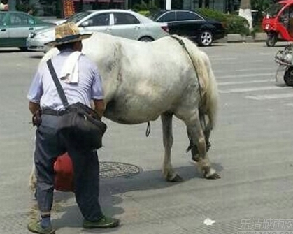 马匹拉屎