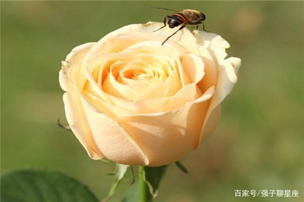 专属这六个星座的花朵，巨蟹温柔如木槿花，白羊座竟然是熟悉的它