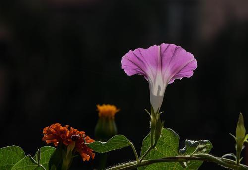 外表冷到骨子里，但内心却温暖无比，很好相处的四大生肖男