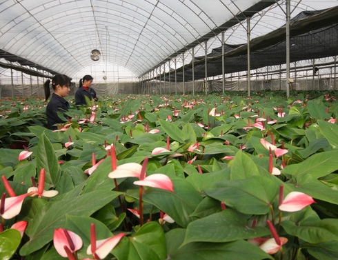 梦见简易花棚