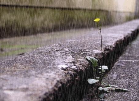 春季雨