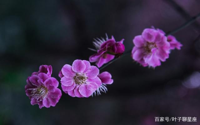 处女座：给爱情留一点余地，让未来有迹可循