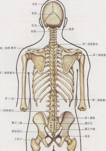 脊椎、背脊