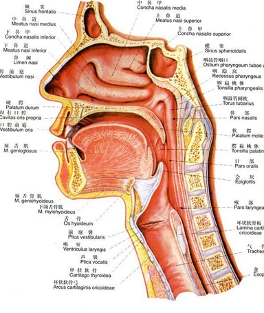 咽喉、喉咙
