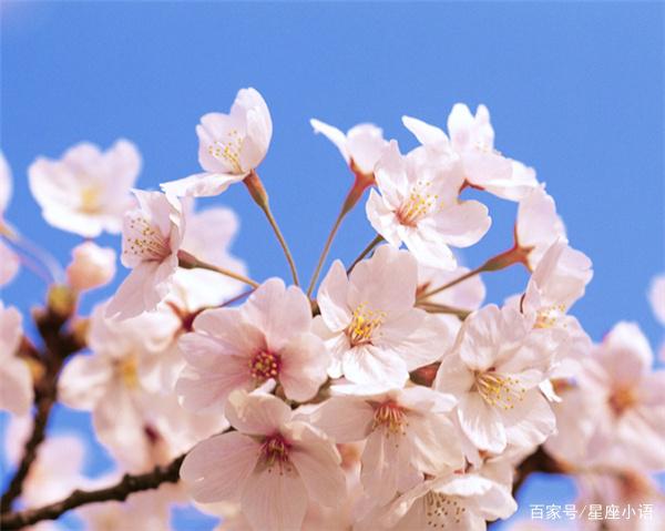 6月中旬天喜登门财气旺，财运傍身贵气足，日子越过越富的生肖