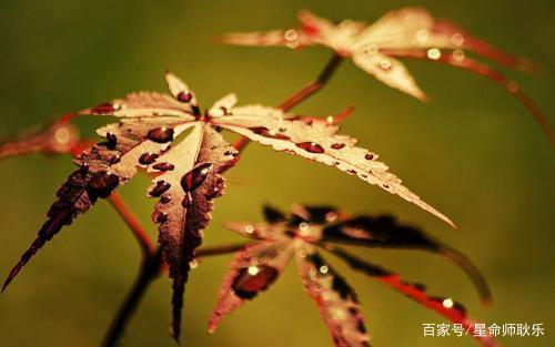 讲话耿直，不懂看对方脸色，但是胸怀宽广，心地仁慈的星座