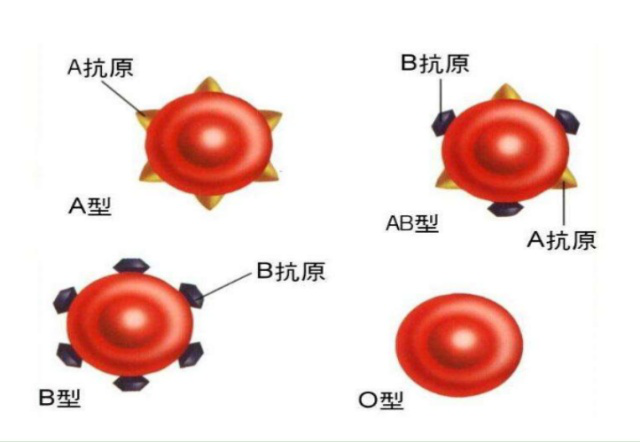 全球独一无二的血型，世界仅中国一例，比“熊猫血”稀缺百倍！