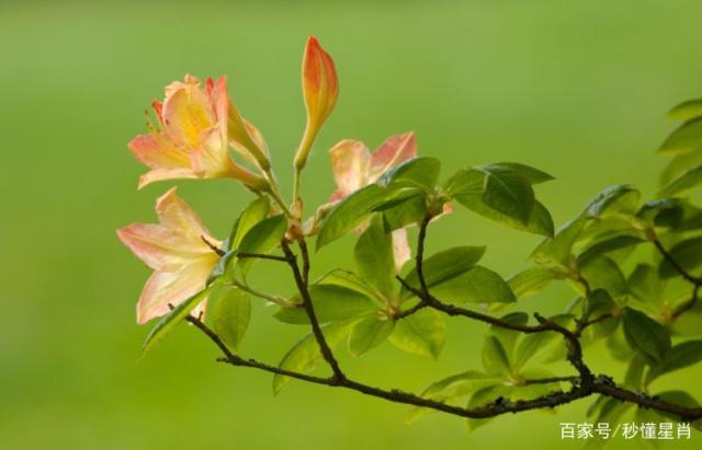 5月苦6月富，如获聚宝盆，来喜又来财，成就非凡惹人羡慕的生肖