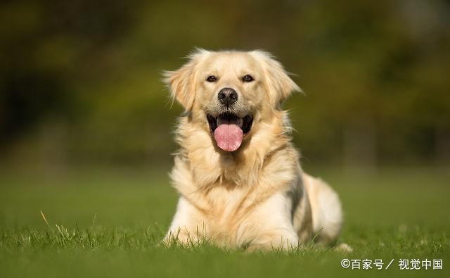 旺旺旺，生肖属狗的人今天开始迎来了好的运势，贵人运上升！