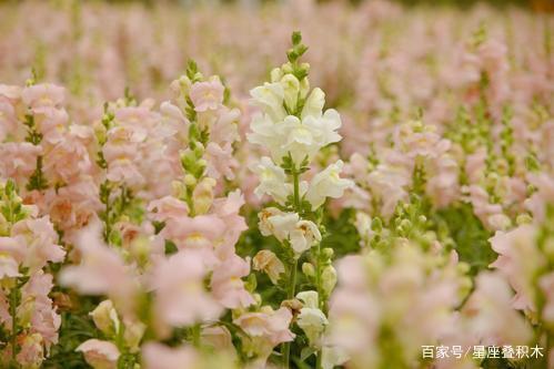 谁家属此生肖的孩子，潜力无穷，男孩招财，女孩招福，富得流油