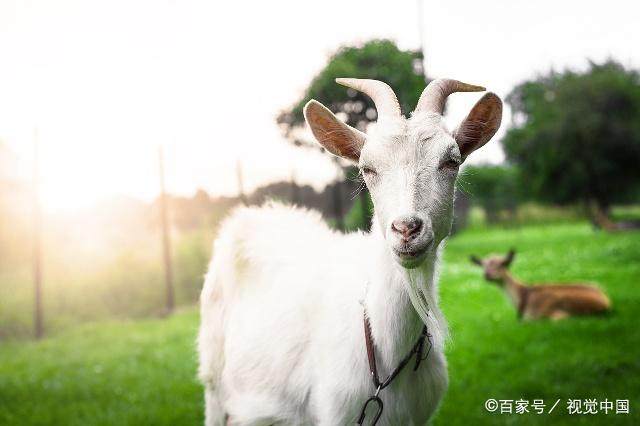 属马羊龙几月出生，定是名利双全有福之人