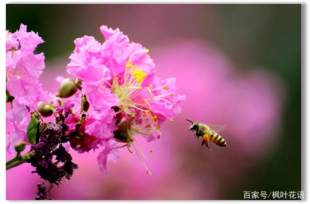 紫薇花的花语和象征寓意，原来是这样的，你说对了吗？