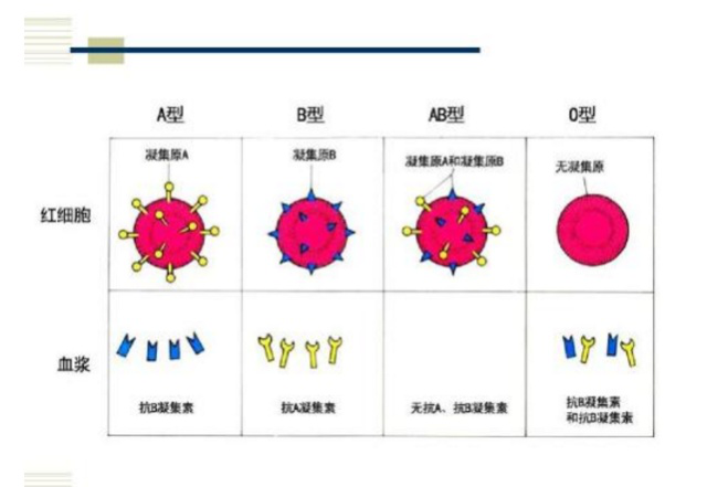 血型和一个人的性格有关系吗，为什么人会有不同的血型？