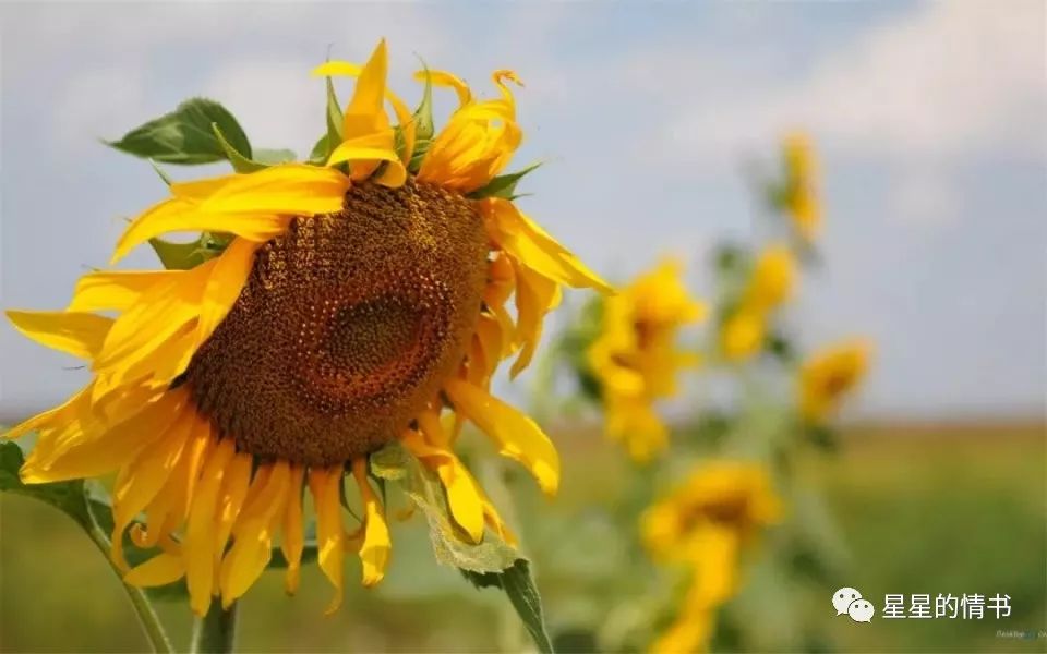 6月下旬起，邂逅桃花运，开启浪漫生活的3个生肖！