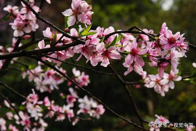 2019年，生肖鼠朋友的运势详解