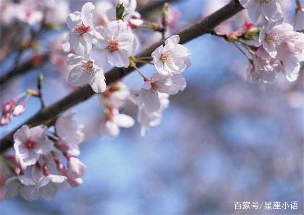 5月锦鲤祝福财气旺，金猪送来满堂彩，财运亨通，守富聚财的生肖