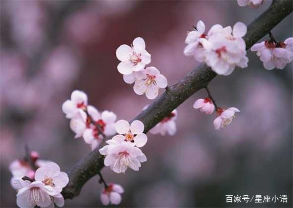 5月锦鲤祝福财气旺，金猪送来满堂彩，财运亨通，守富聚财的生肖