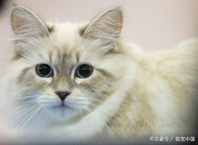 十二星座里，这些星座的人更适合养猫，性格和猫跟搭调！