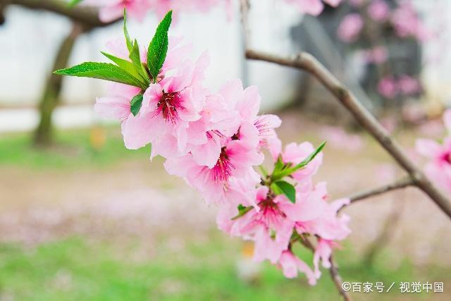 最疼老婆，婚后对爱人百依百顺的三个生肖男，一旦选择，就离不开