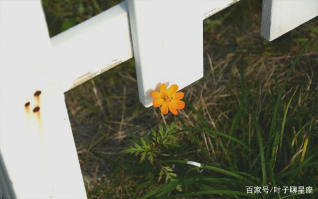 摩羯座：不管遭遇怎样的逆境，也不会放弃梦想