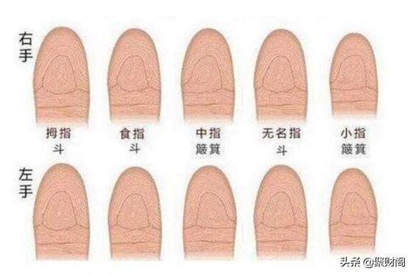 手纹斗有几个好