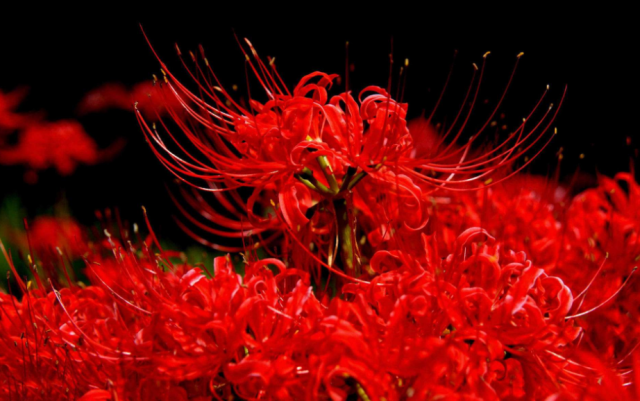 十二星座专属“暗黑之花”，金牛座深情星辰花，巨蟹座凄美彼岸花