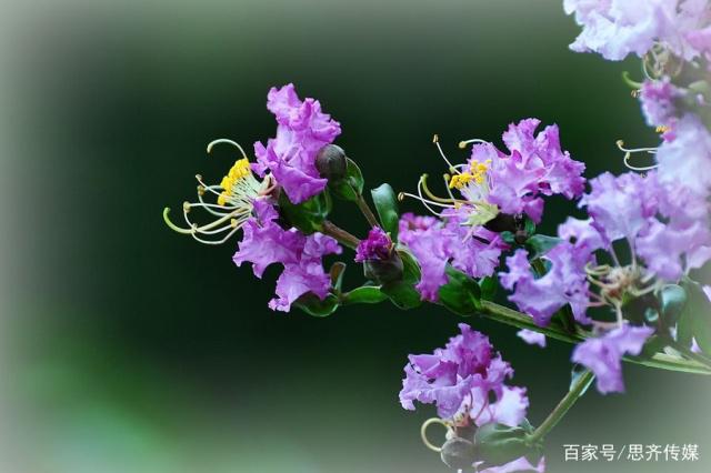 美了！紫薇花开满眼明