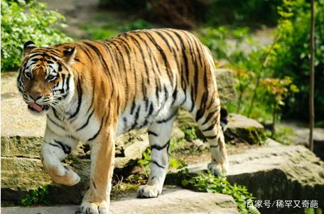 若猫和老虎体型相同，战斗力比得过老虎吗？猫科动物都不是吃素的