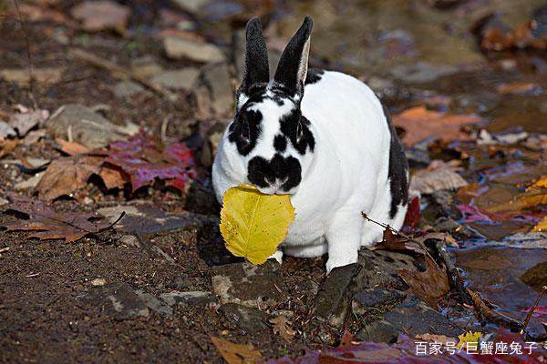 属兔人需要如何把握人生的转折点