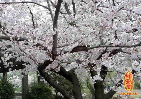 梦见树开花