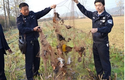 捉鸟、捕鸟