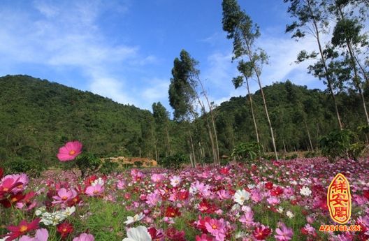 梦见开满鲜花