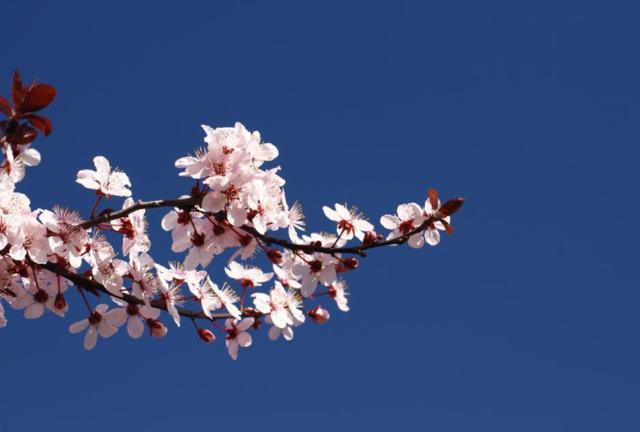 6月底喜鹊落在肩头，贵人相助事业旺，日子越过越顺的三个生肖