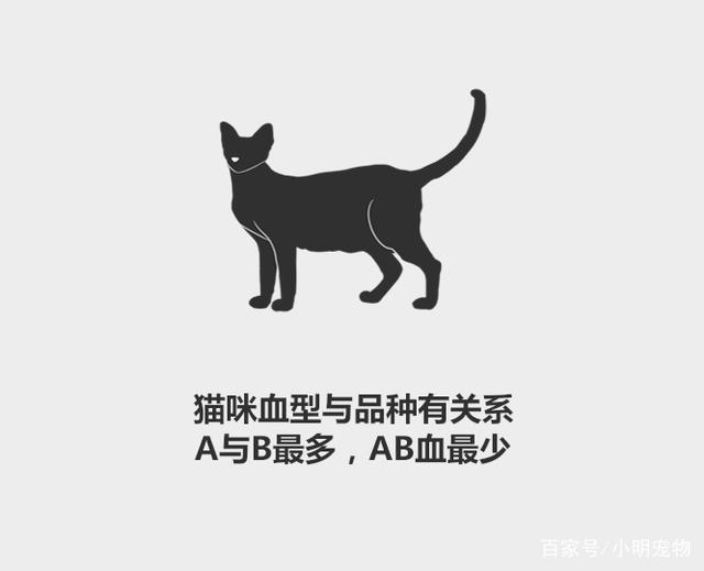 分分钟了解宠物知识——猫的血型有多少种