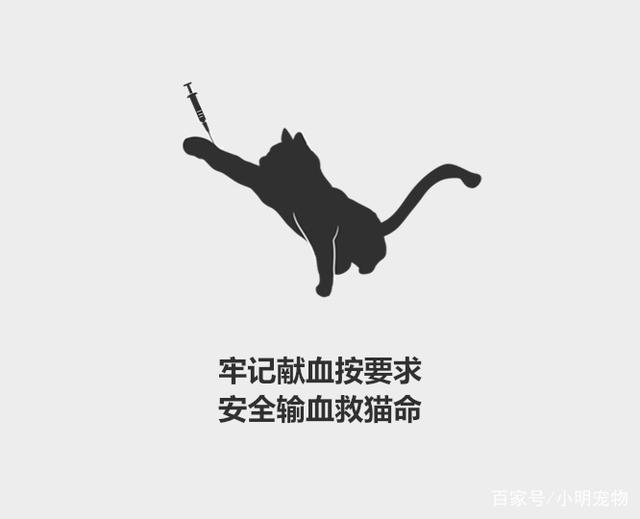 分分钟了解宠物知识——猫的血型有多少种