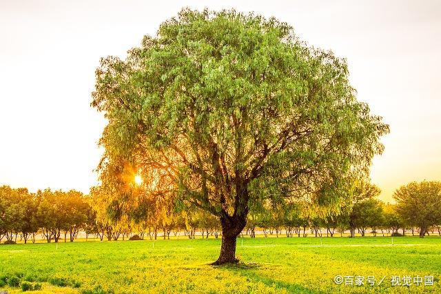 麦玲玲解析属蛇2020年鼠年的运势及运程