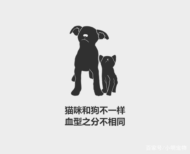 分分钟了解宠物知识——猫的血型有多少种