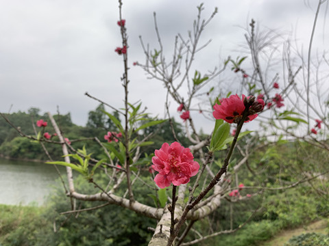 2019年阳历七月桃花运不断的生肖