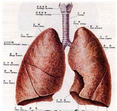  梦见肺部