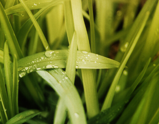  梦见载草