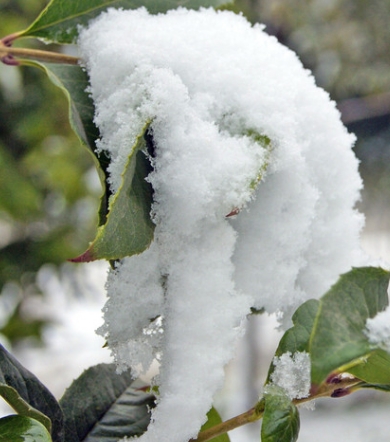  梦见下雪征兆