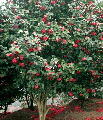  梦见茶花树